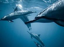 KOK体育-中国羽毛球女队战胜印度队 晋级亚团赛四强